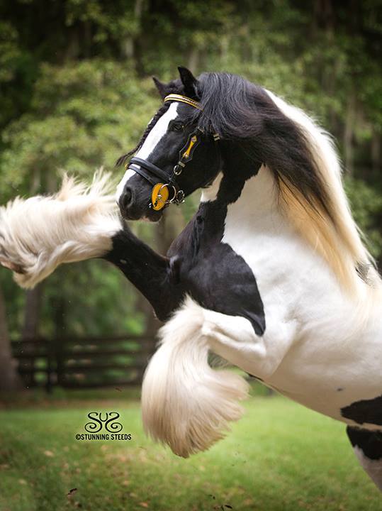 Gypsy Vanner Stallions